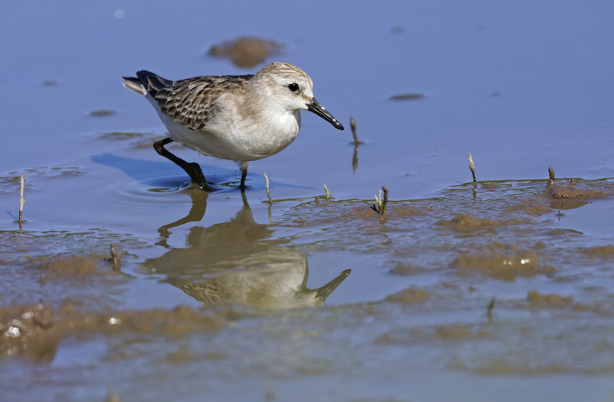 Red-necked Stint - ML643529723