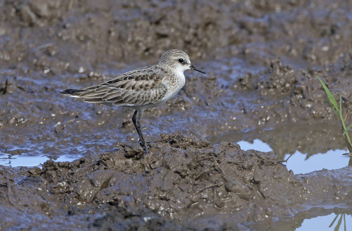 Red-necked Stint - ML643529724