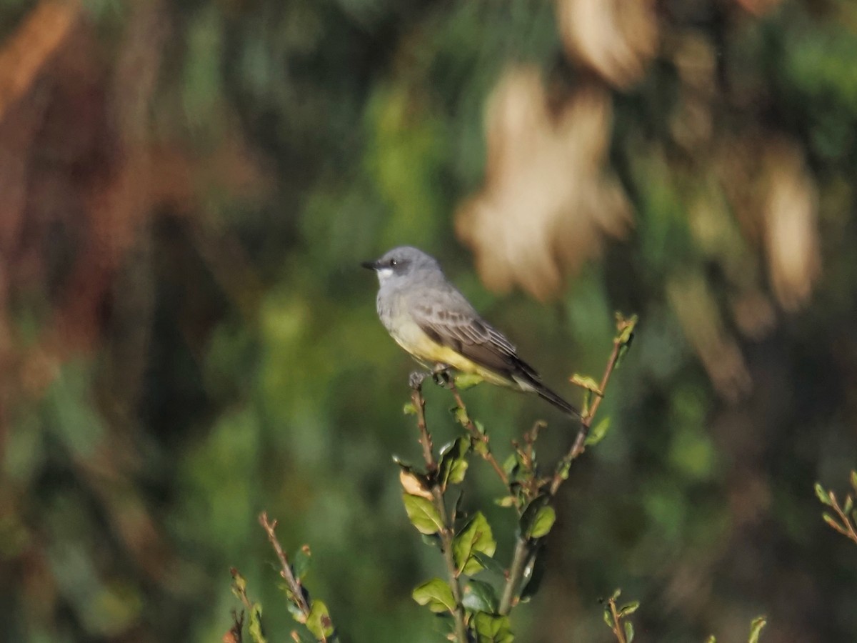 Cassin's Kingbird - ML643529726
