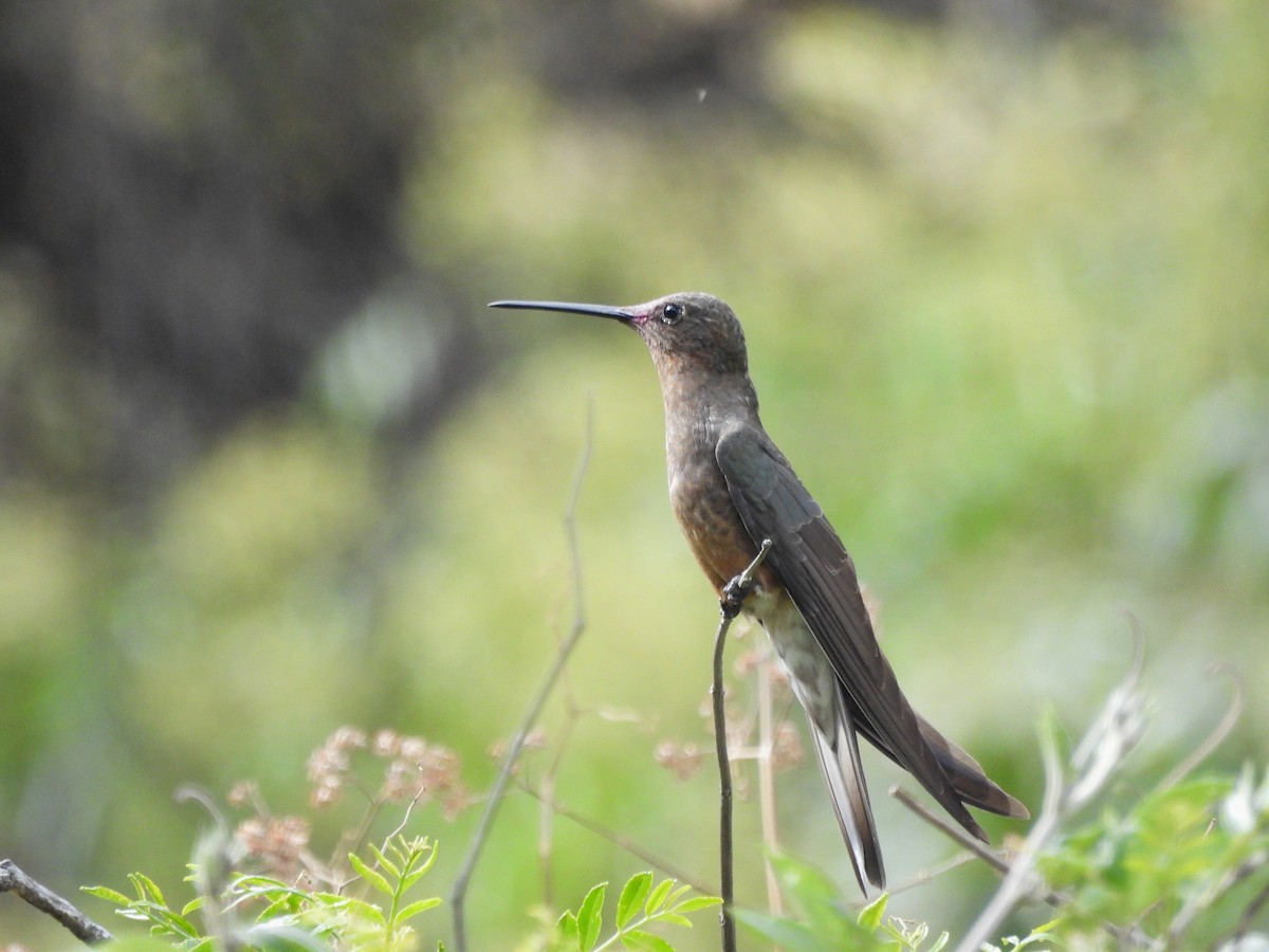 Riesenkolibri - ML643529733