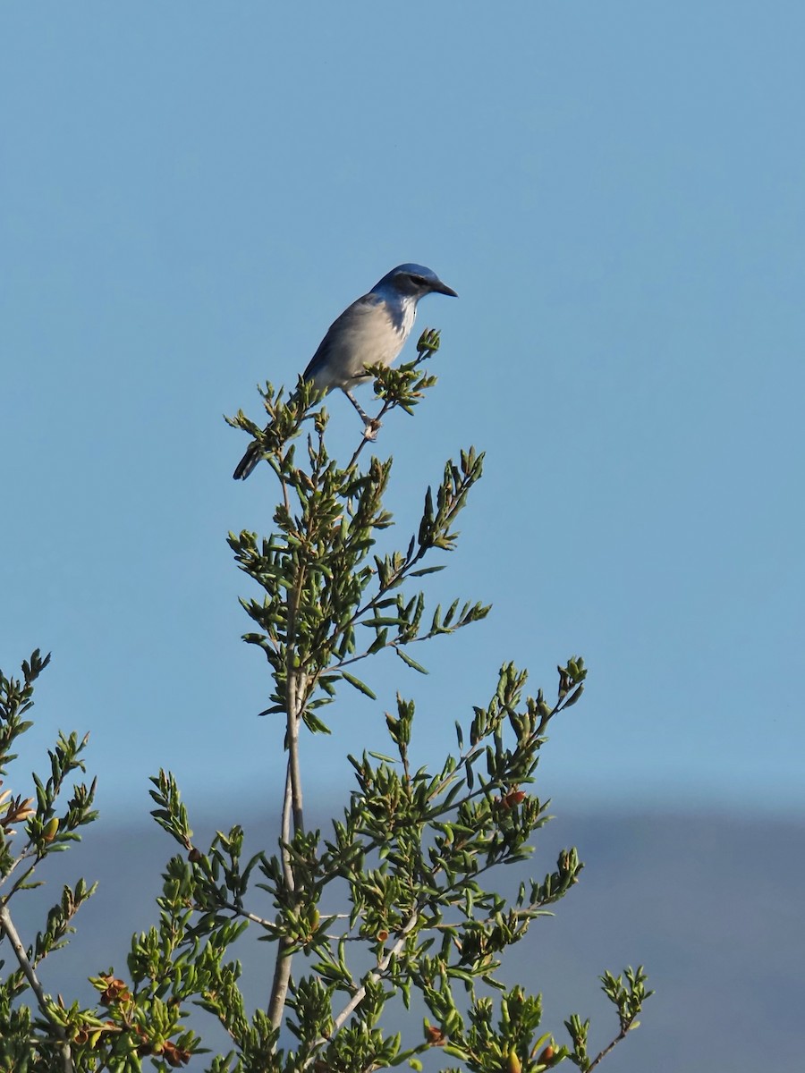 California Scrub-Jay - ML643529734