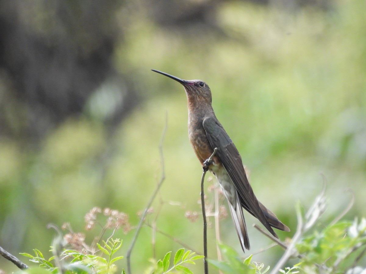 Riesenkolibri - ML643529739