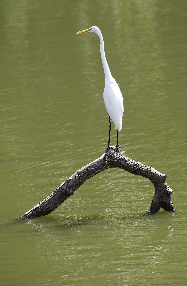 Great Egret - ML643529740