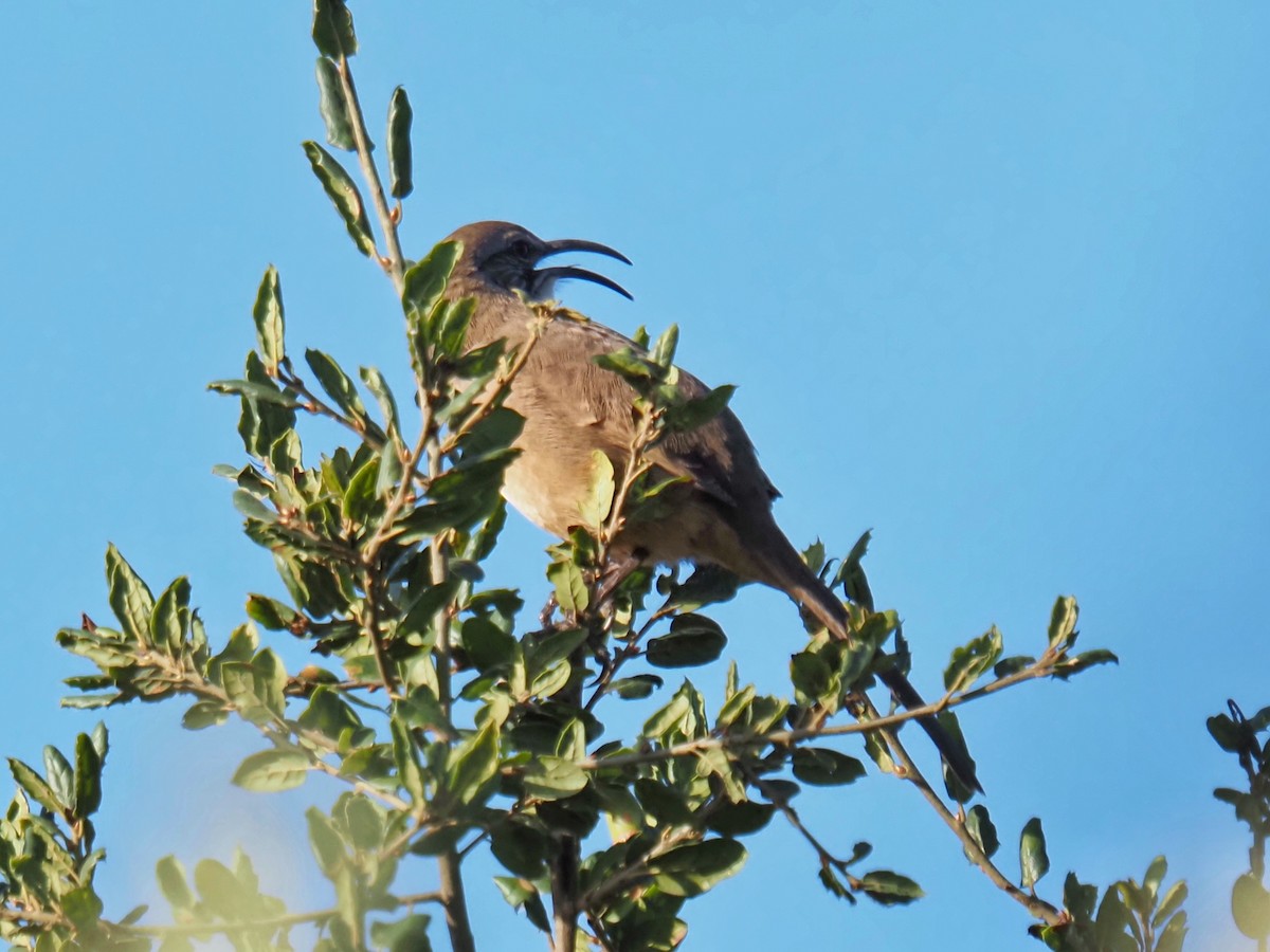 California Thrasher - ML643529741