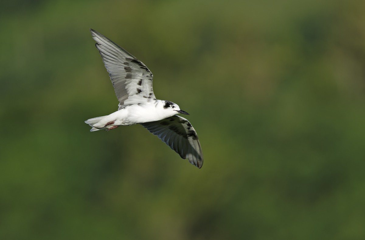 White-winged Tern - ML643529745