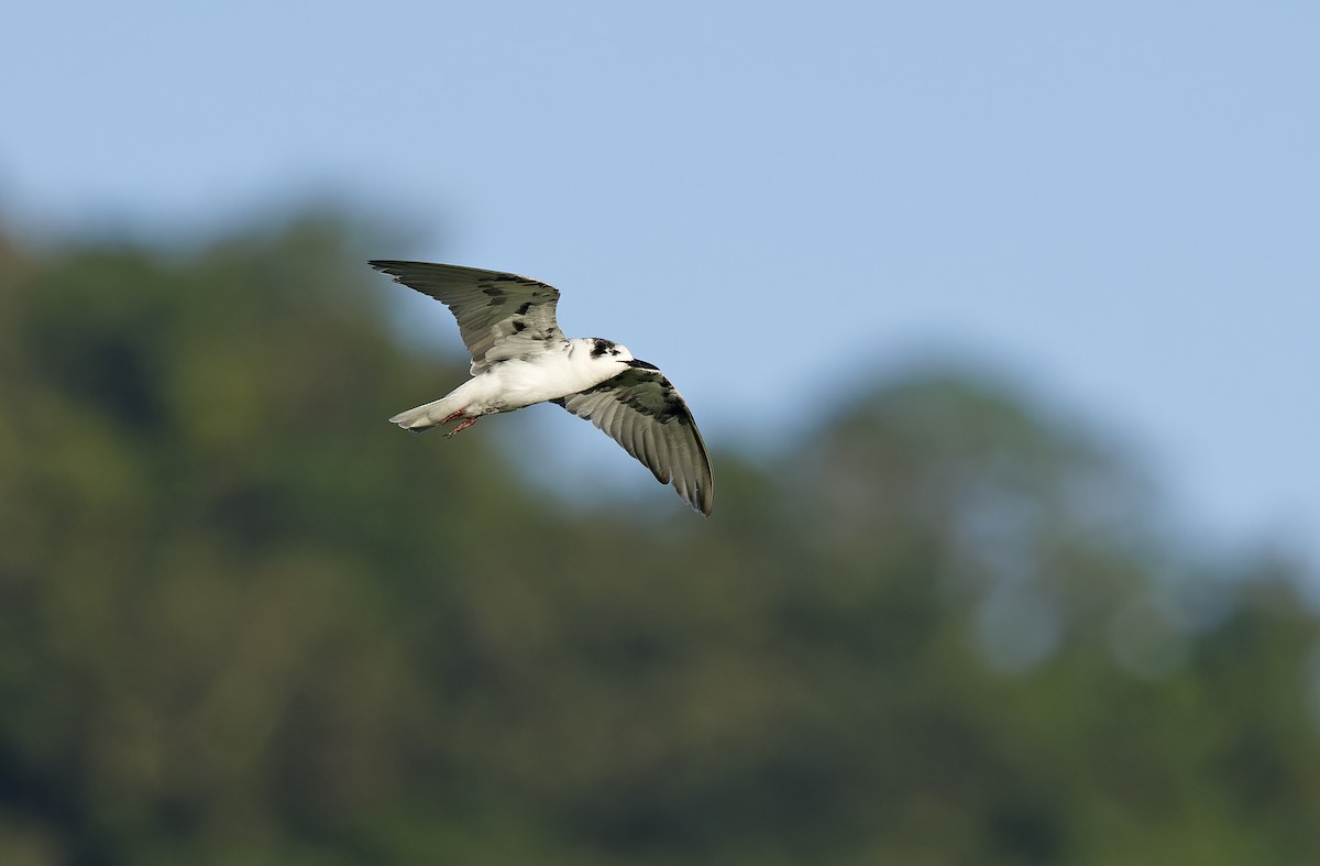White-winged Tern - ML643529746