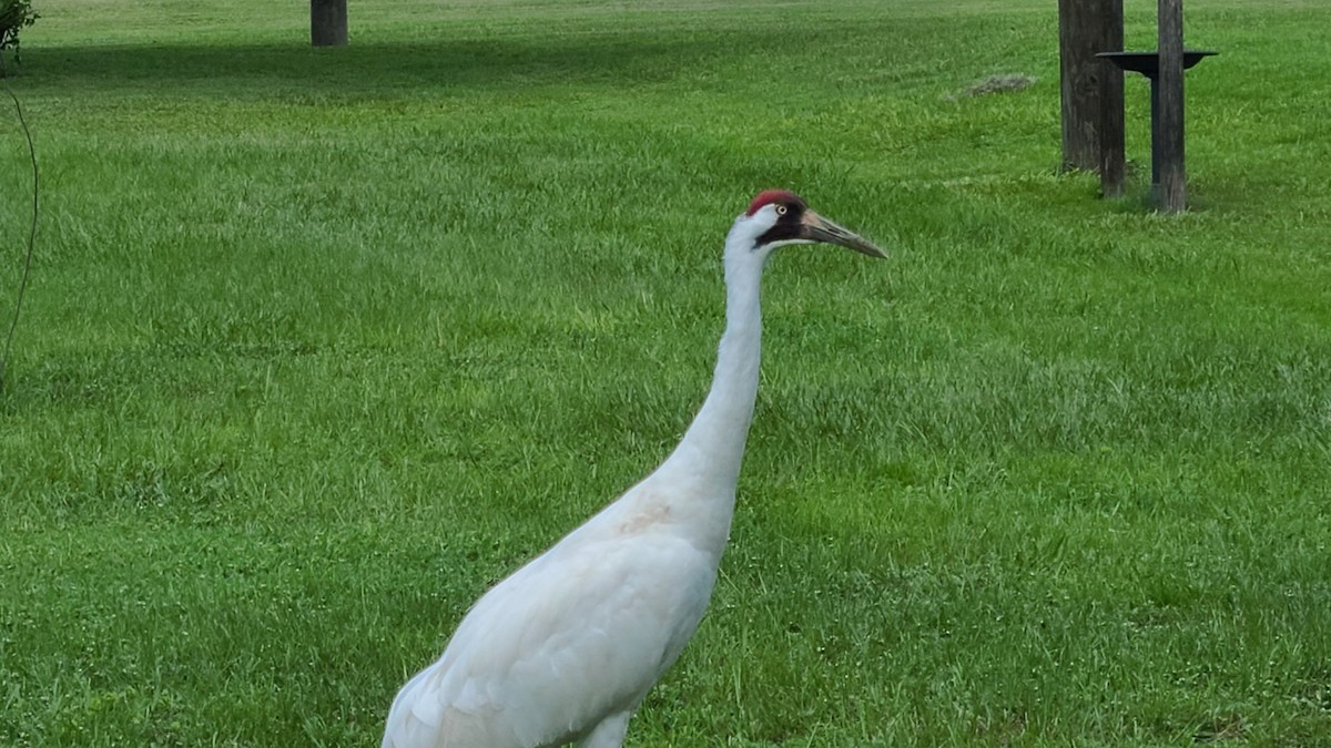 Whooping Crane - ML643529748