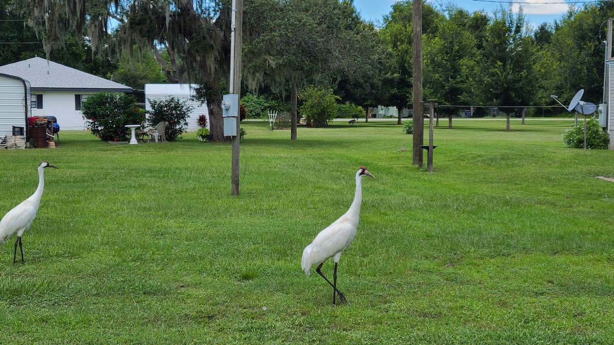 Whooping Crane - ML643529749