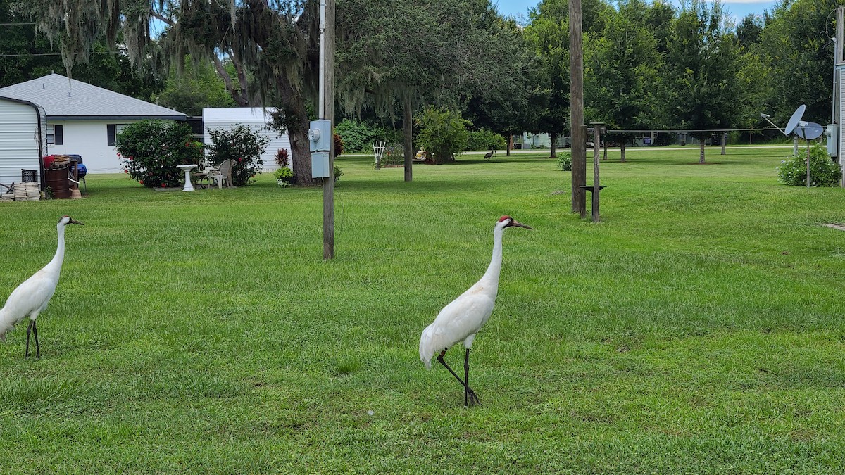 Whooping Crane - ML643529750