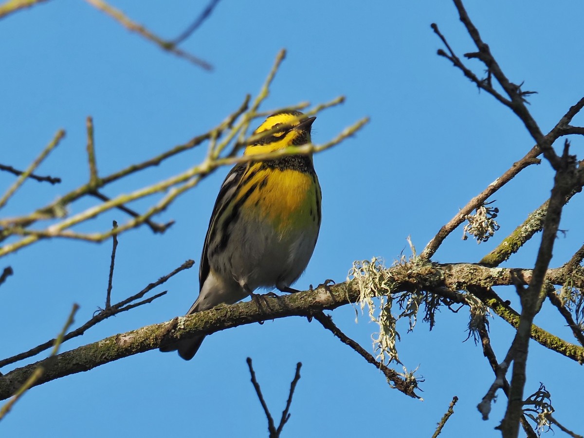 Townsend's Warbler - ML643529751