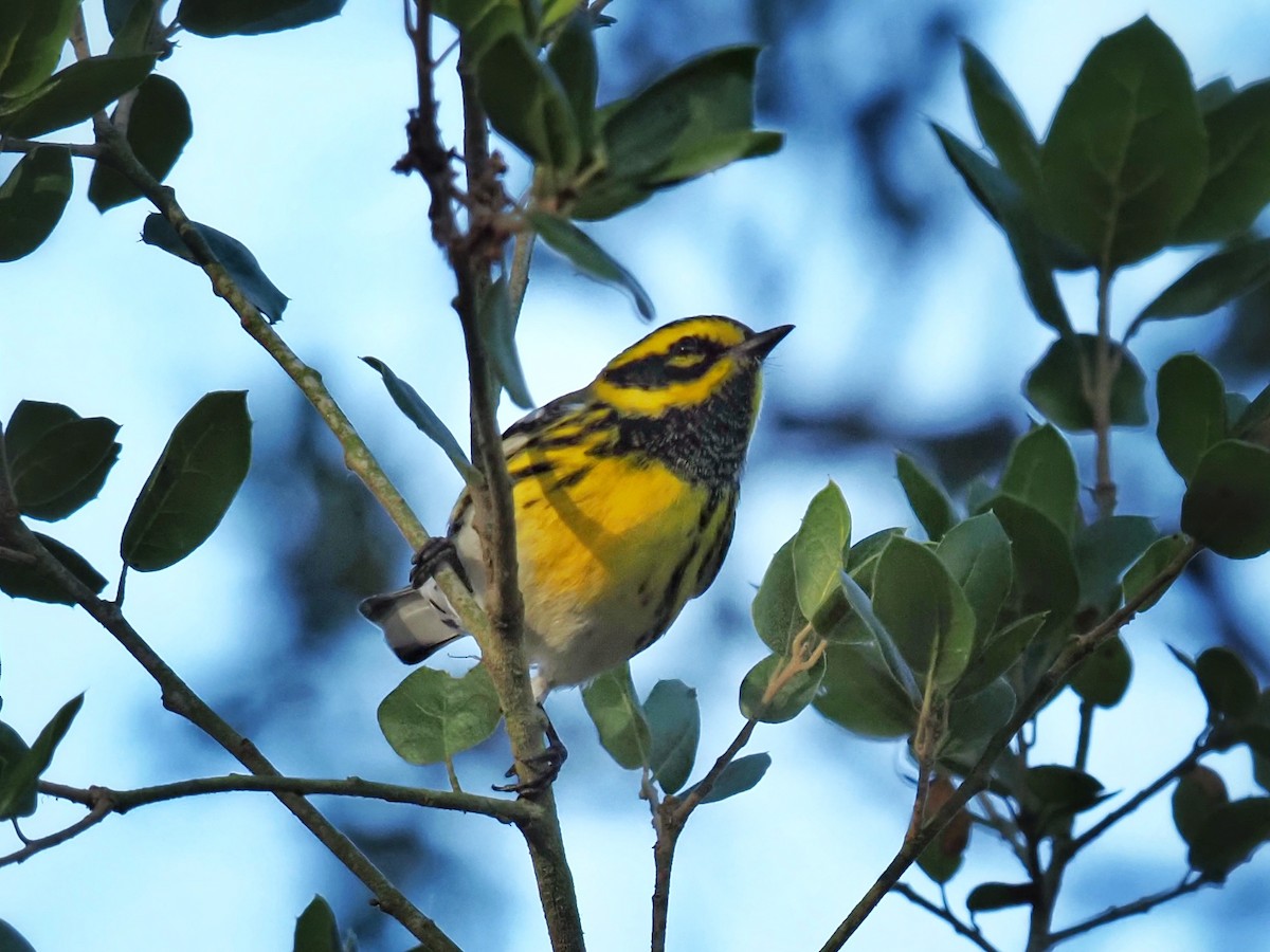 Townsend's Warbler - ML643529752