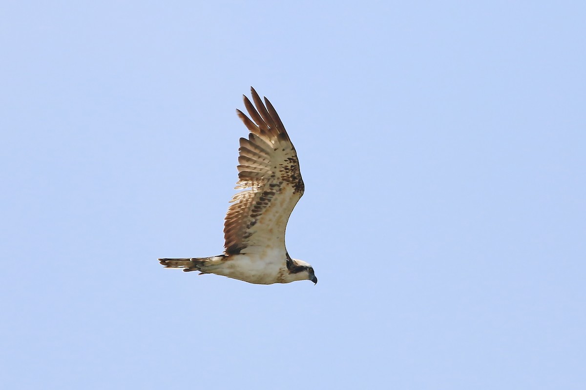 Balbuzard pêcheur (haliaetus) - ML643529754