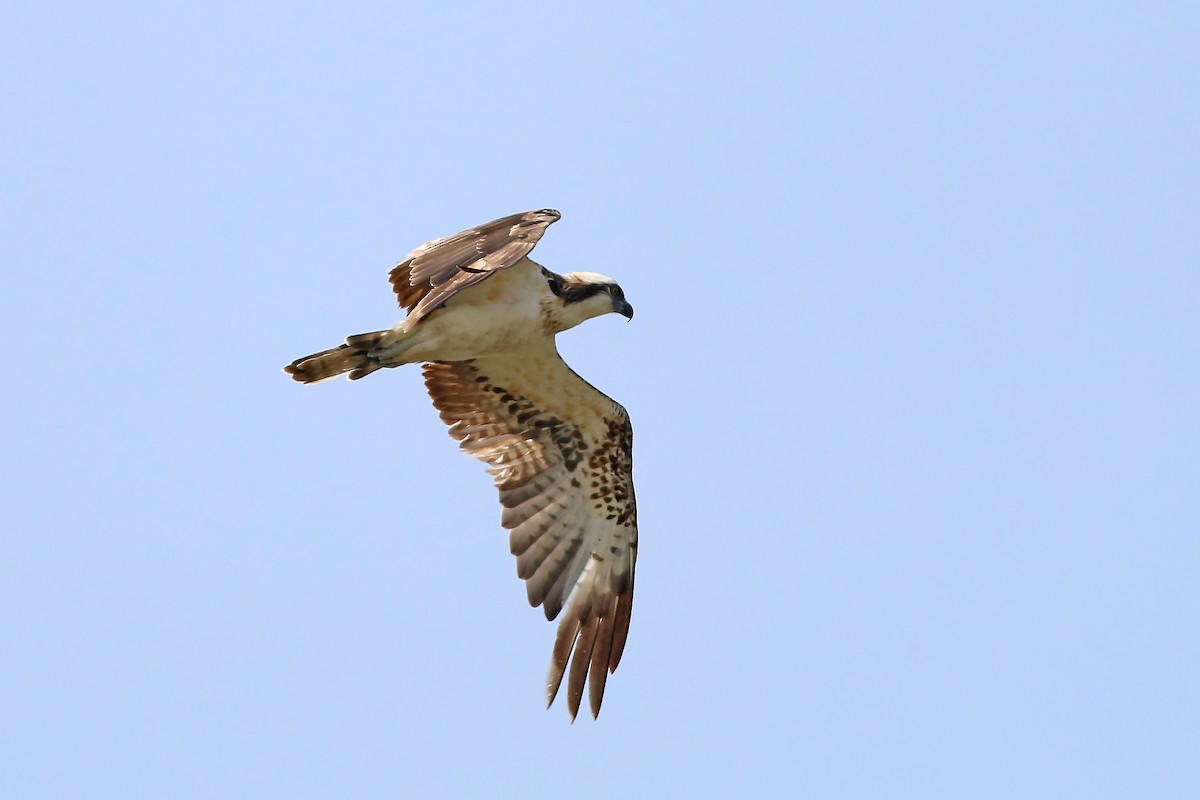 Balbuzard pêcheur (haliaetus) - ML643529755