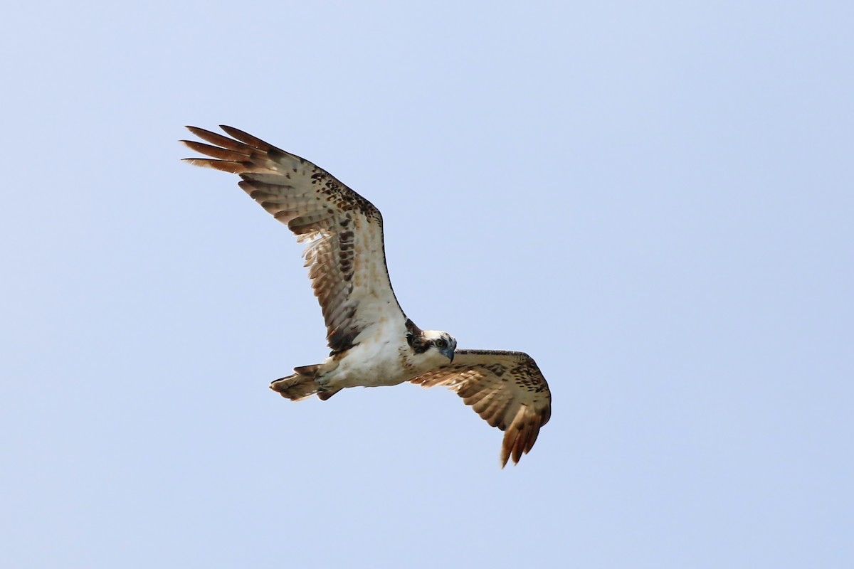 Balbuzard pêcheur (haliaetus) - ML643529756