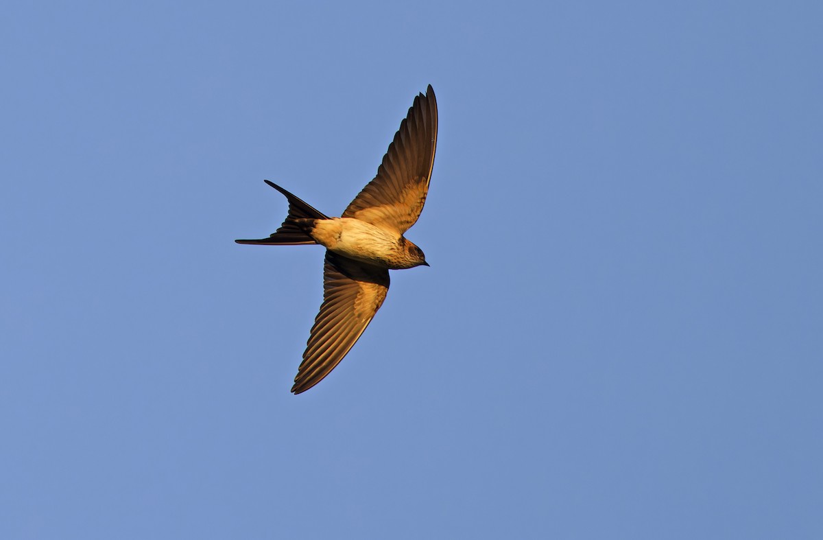 Eastern Red-rumped Swallow (Striated) - ML643529762
