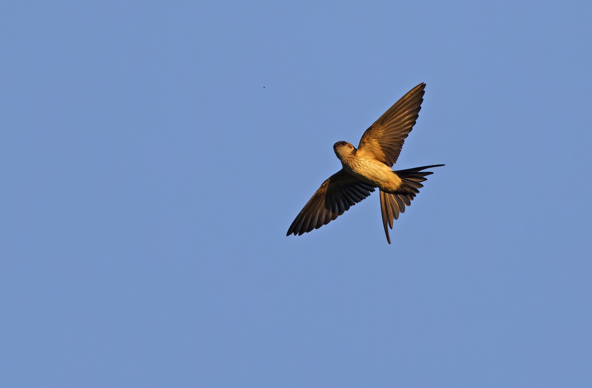 Eastern Red-rumped Swallow (Striated) - ML643529763