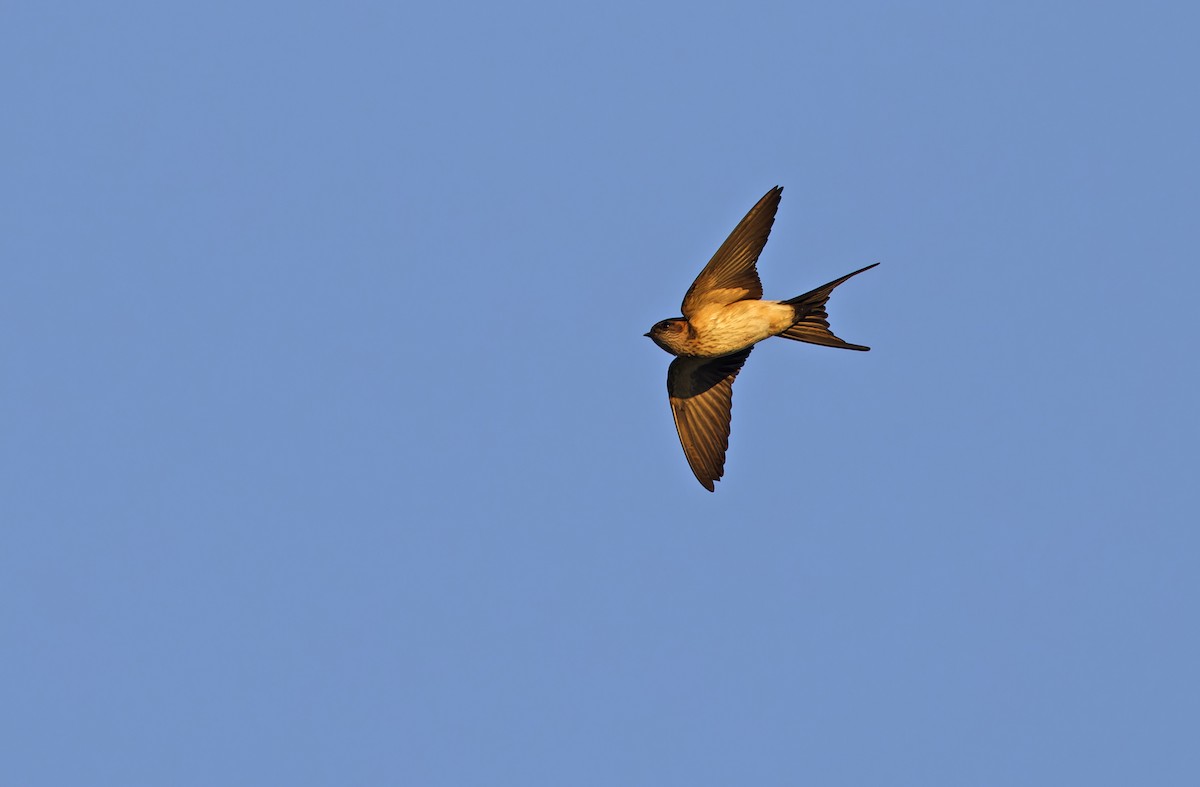 Eastern Red-rumped Swallow (Striated) - ML643529764