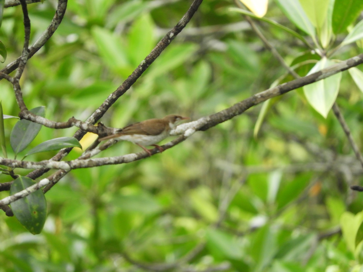 Brown-backed Honeyeater - ML643529766