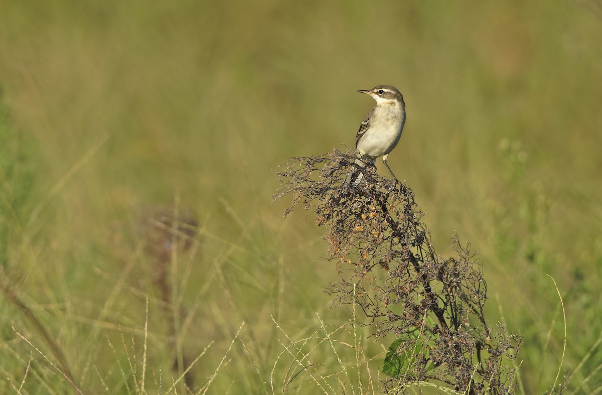 Eastern Yellow Wagtail - ML643529767