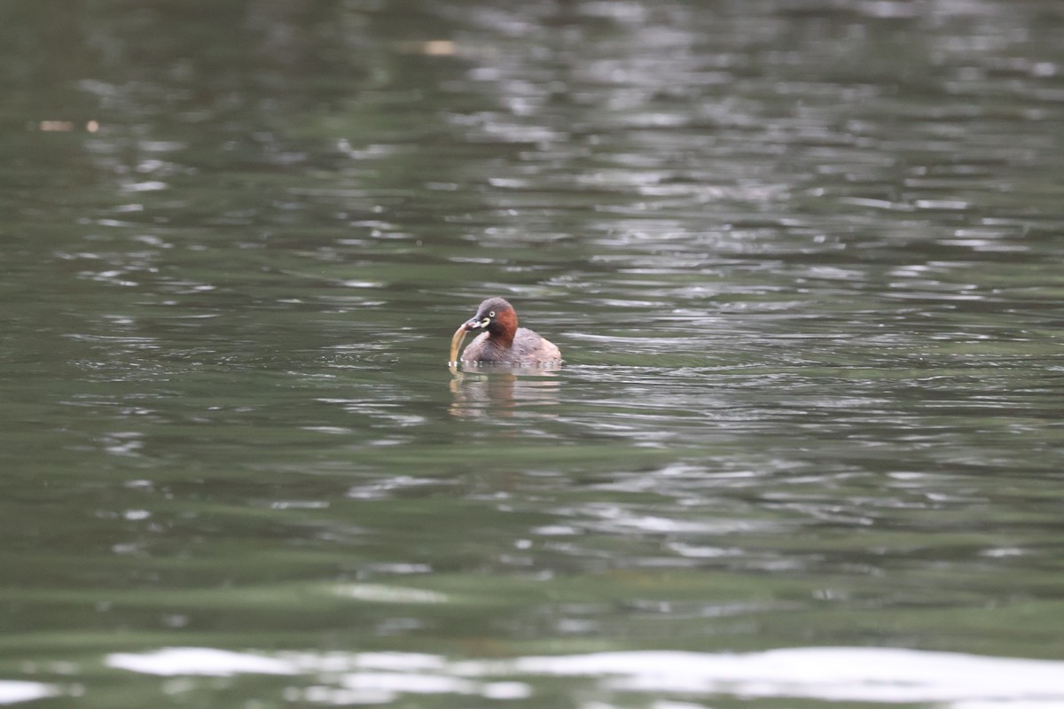 Хурган шунгуур - ML643529774