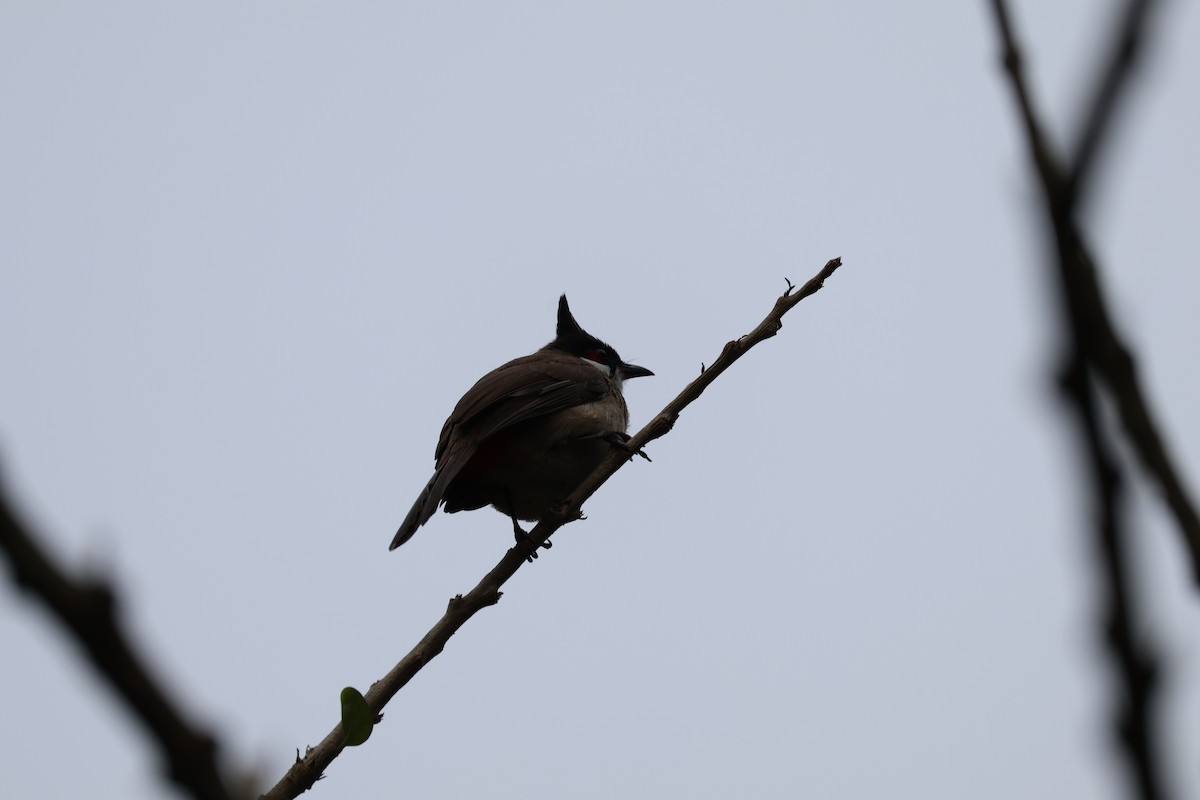 Red-whiskered Bulbul - ML643529775