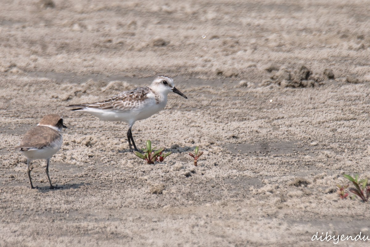 Little Stint - ML643529790