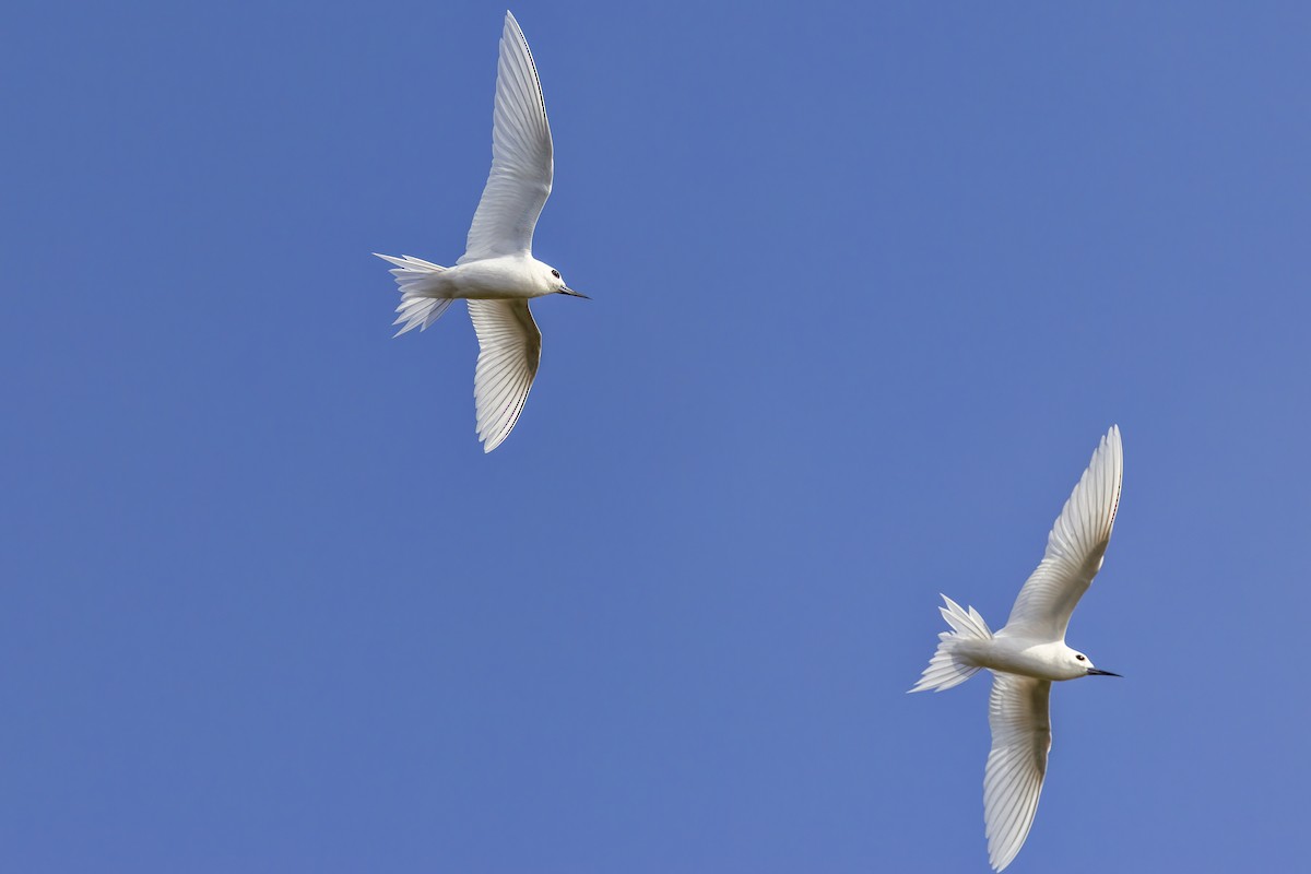 White Tern - ML643529792