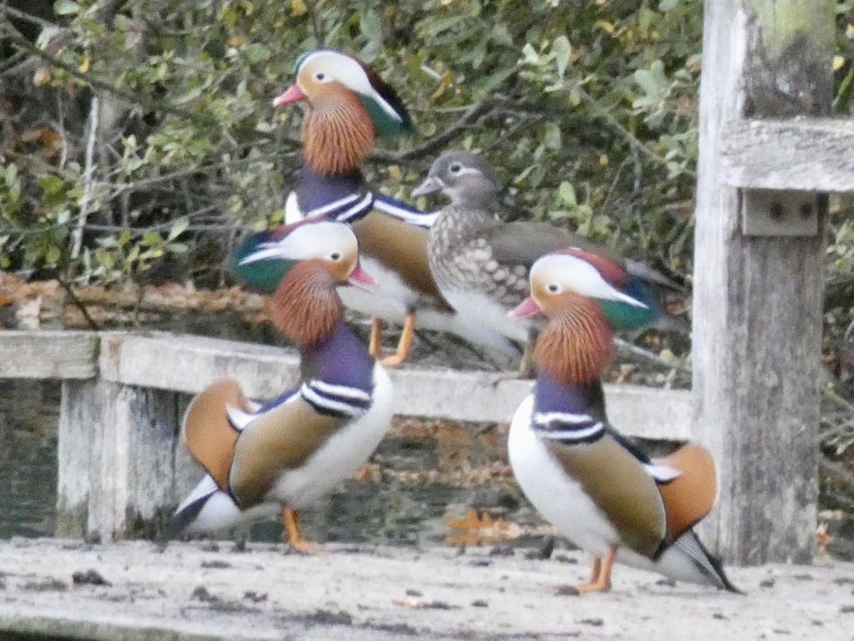 Mandarin Duck - ML643529842