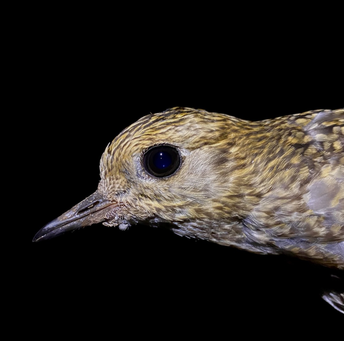 European Golden-Plover - ML643529848