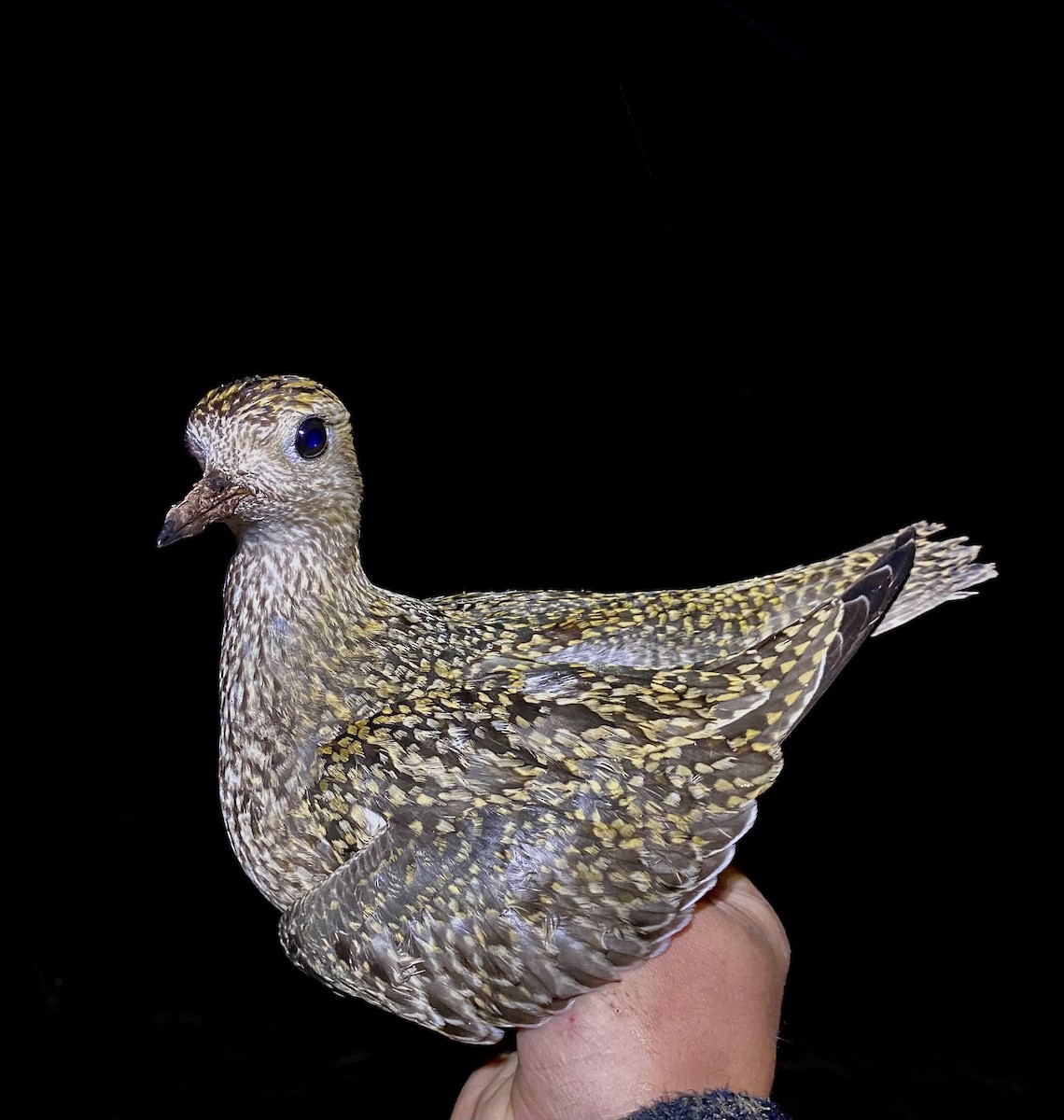 European Golden-Plover - ML643529849