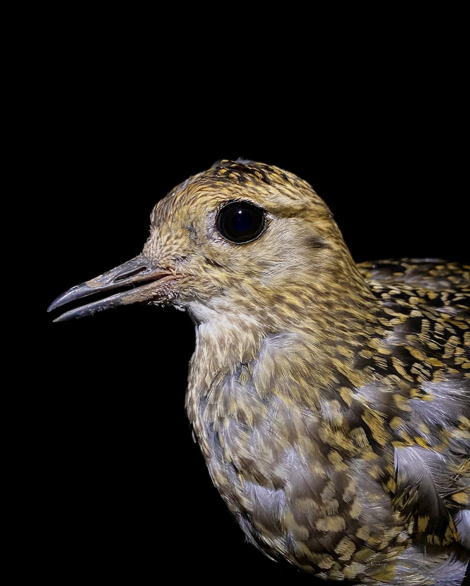 European Golden-Plover - ML643529850