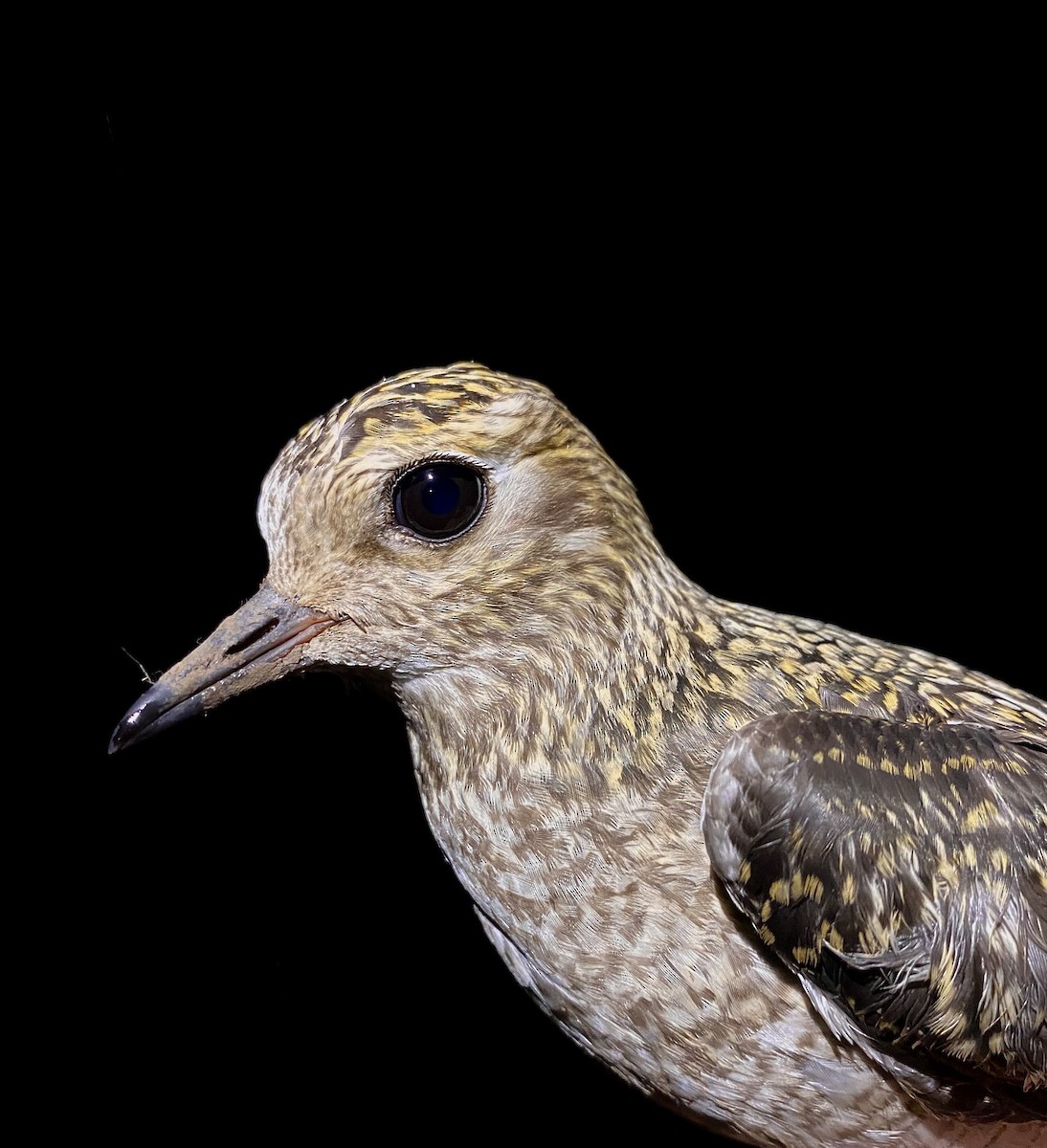 European Golden-Plover - ML643529851