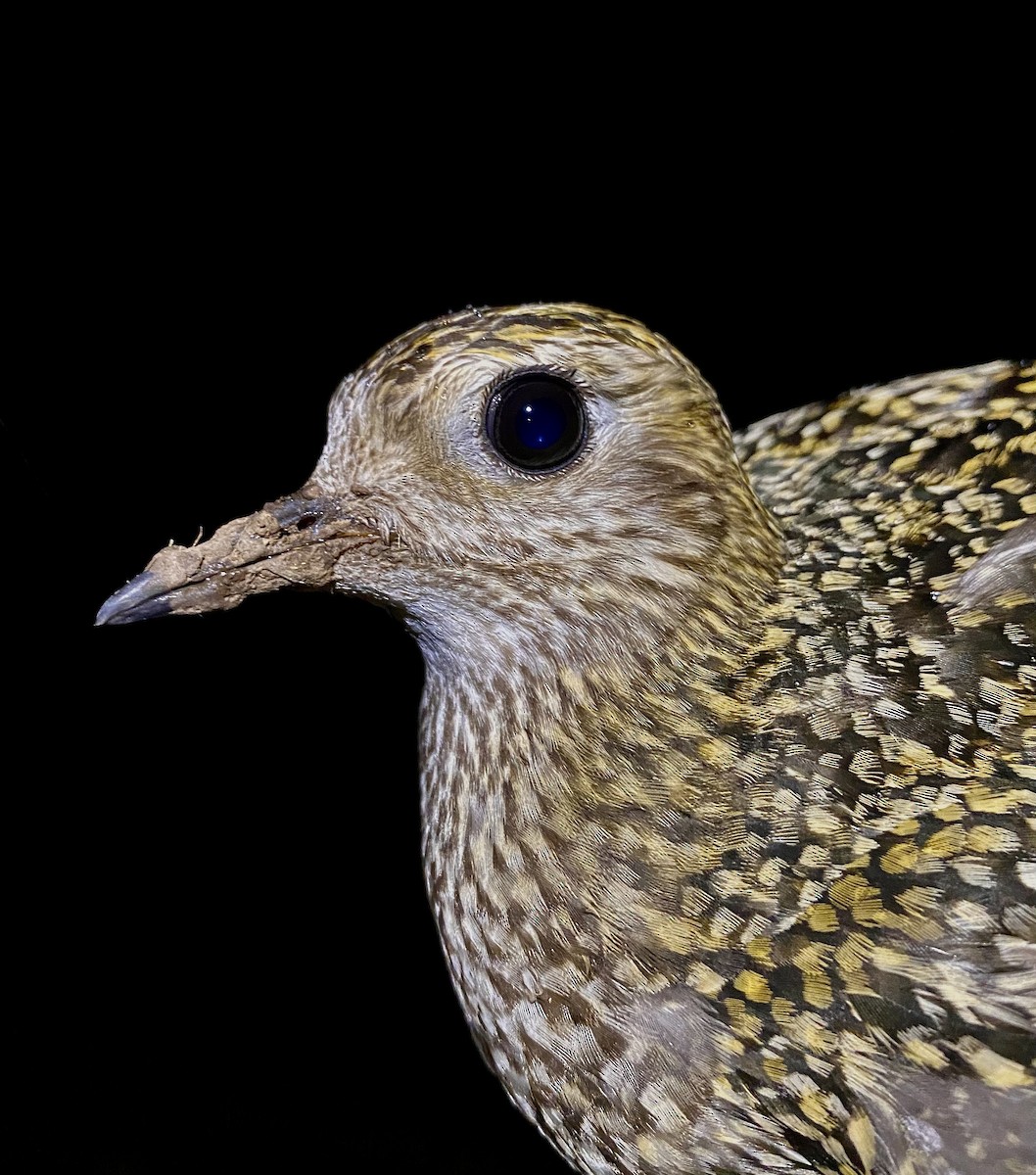 European Golden-Plover - ML643529852