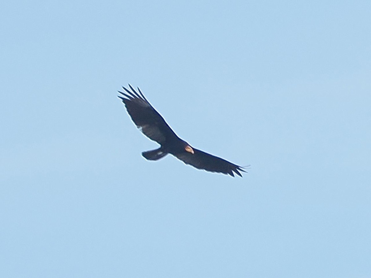 Greater Yellow-headed Vulture - ML643529854