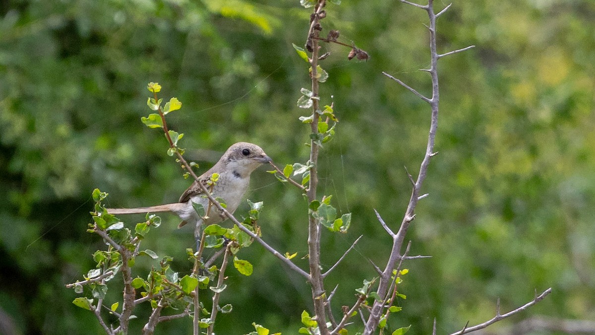 Bay-backed Shrike - ML643529878