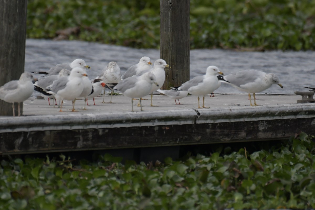 Black Skimmer - ML643529882