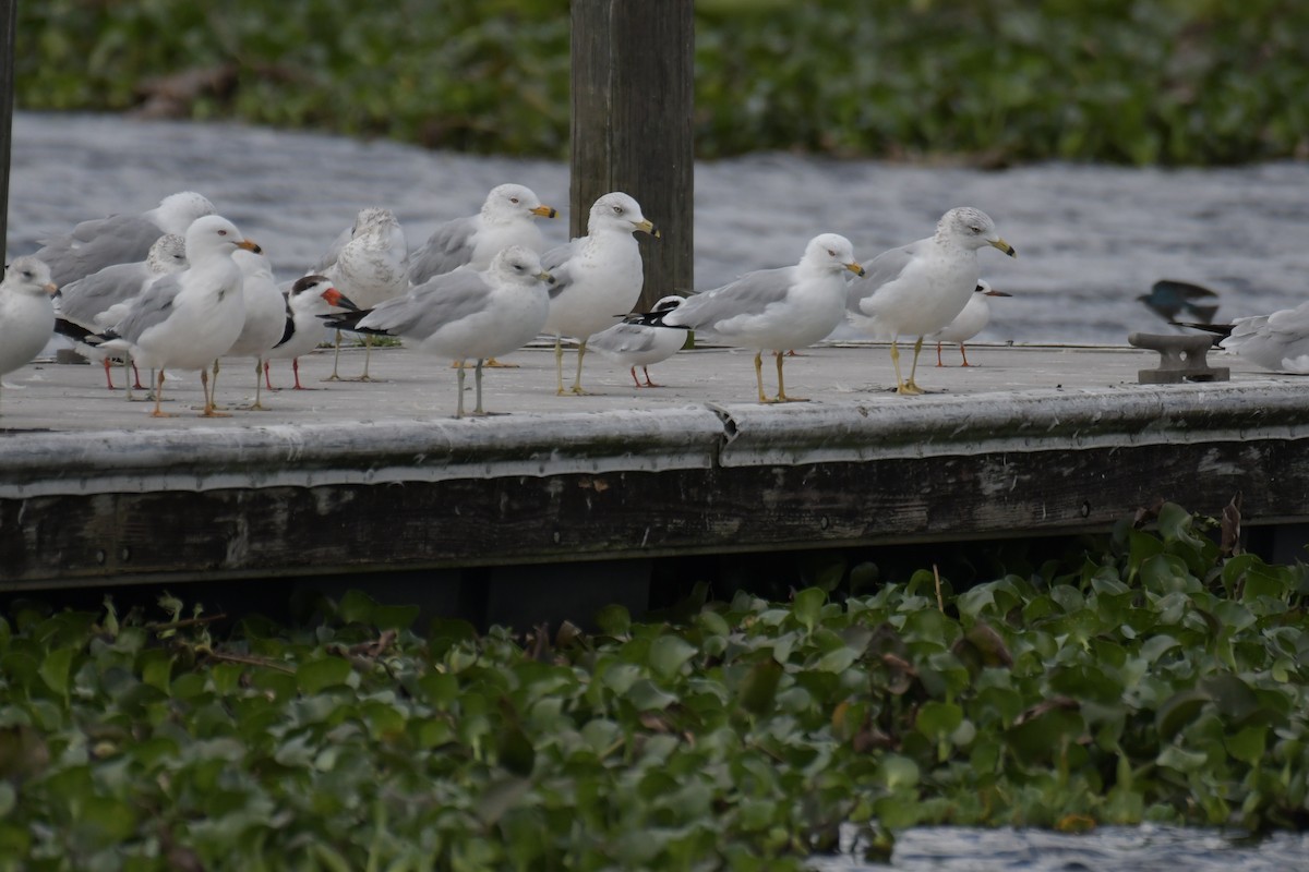 Black Skimmer - ML643529883