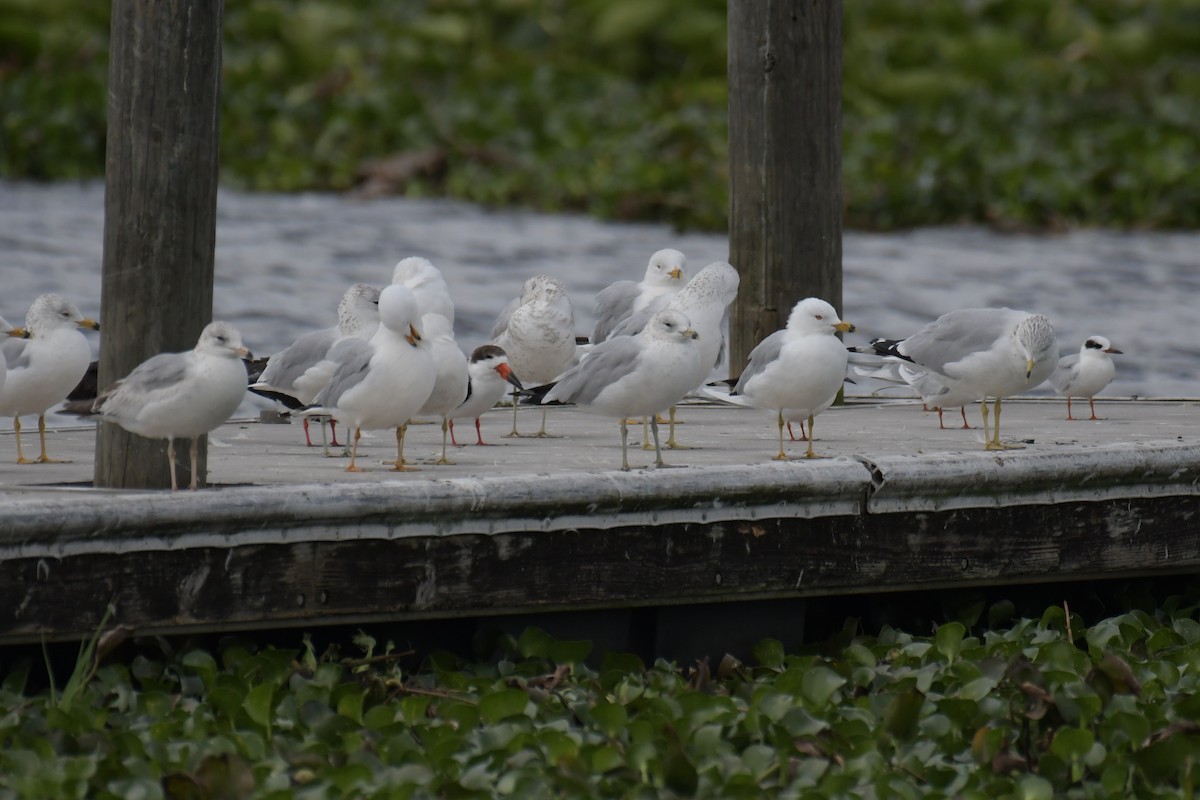 Black Skimmer - ML643529884