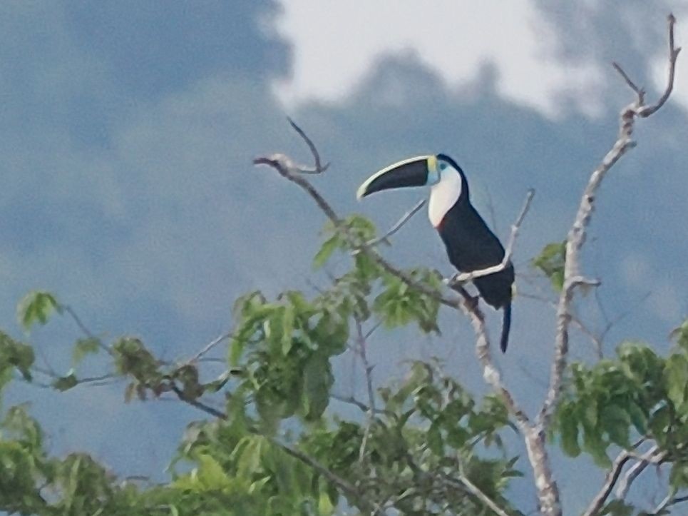 White-throated Toucan - ML643529885