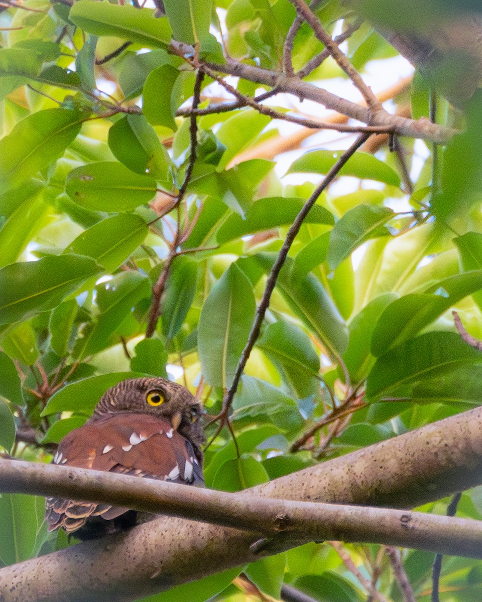 Javan Owlet - ML643529891