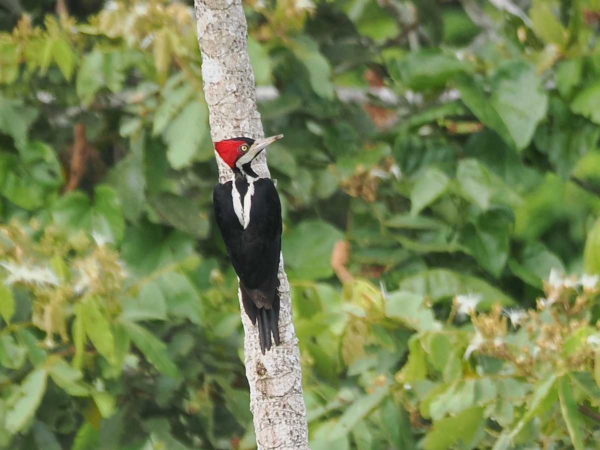 Crimson-crested Woodpecker - ML643529897