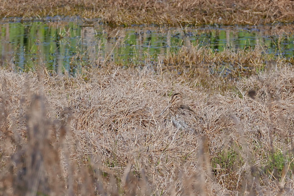 Latham's Snipe - ML643529913