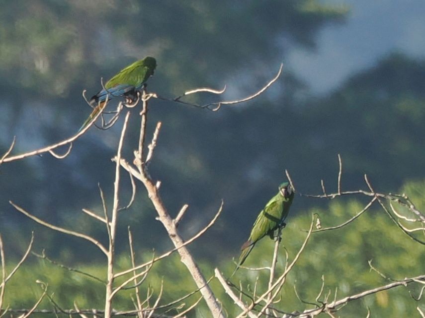 Chestnut-fronted Macaw - ML643529922
