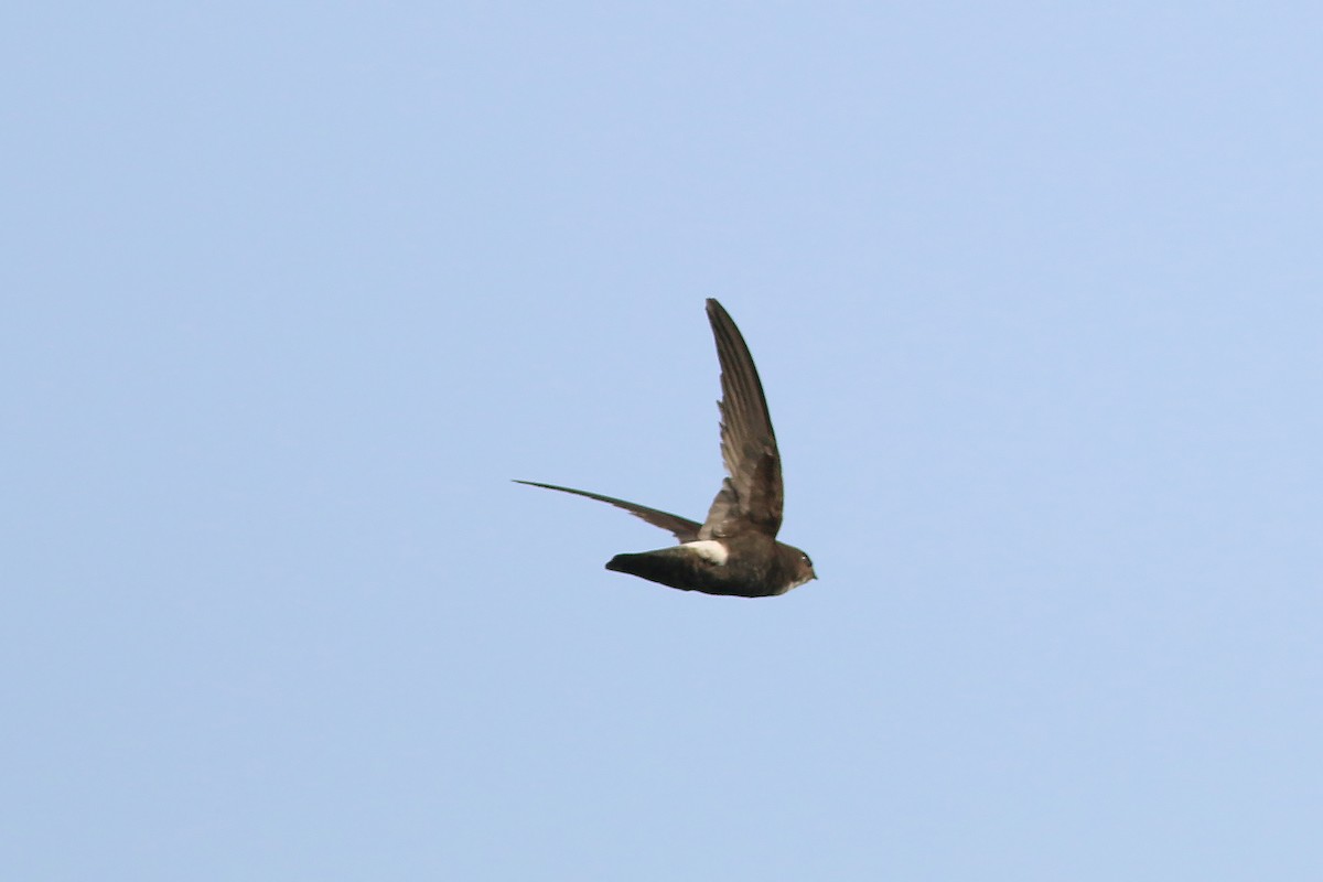 House Swift - ML643529932