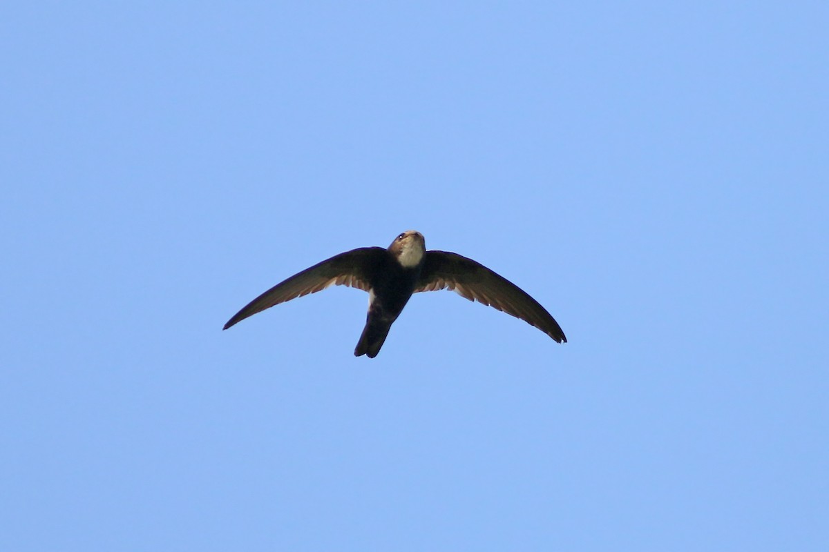 House Swift - ML643529933