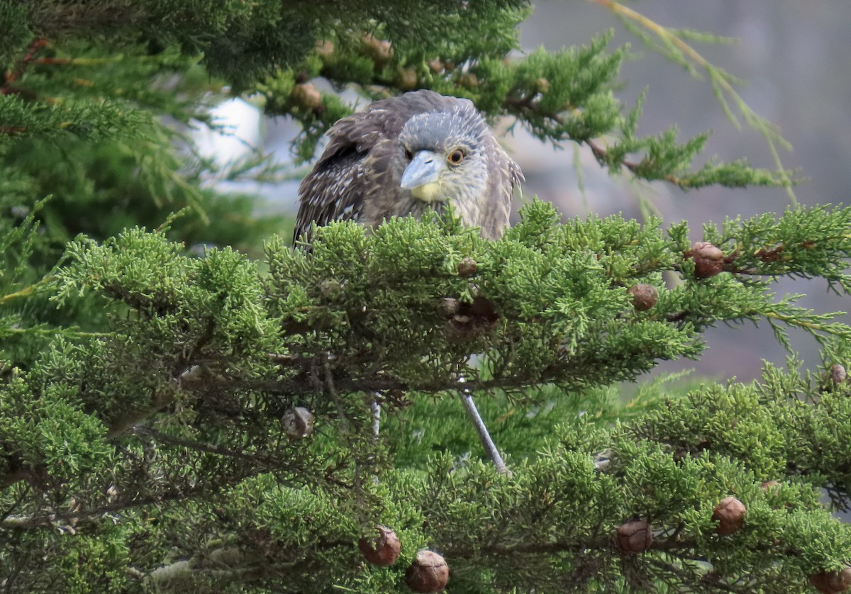 Yellow-crowned Night Heron - ML643529967