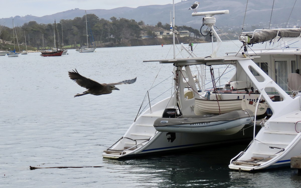 Yellow-crowned Night Heron - ML643529968