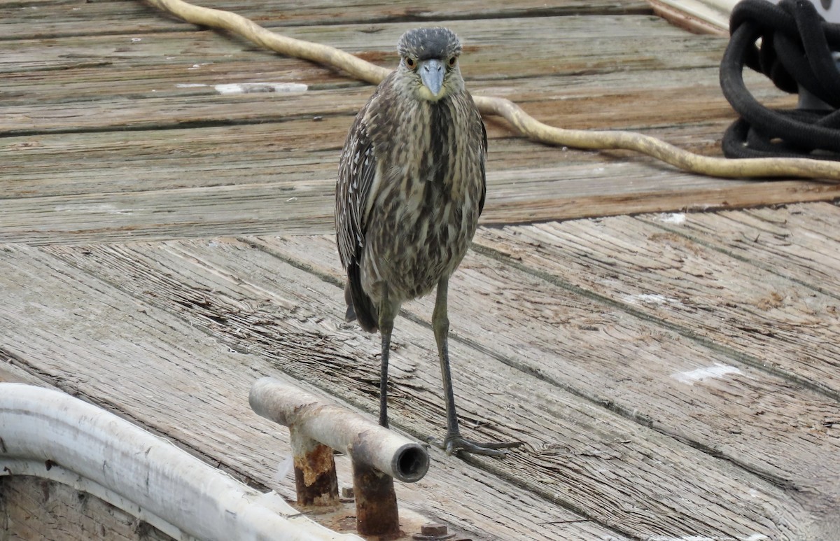 Yellow-crowned Night Heron - ML643529969