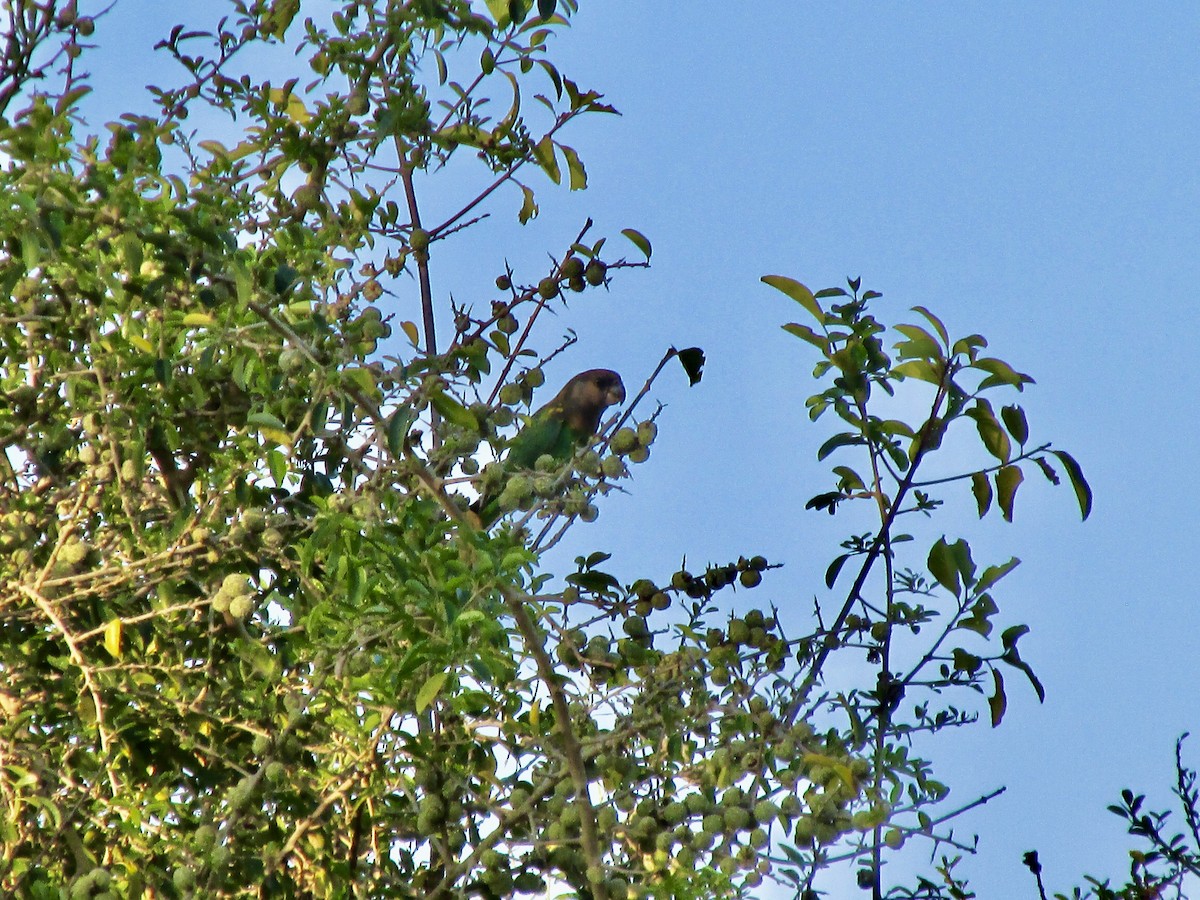 gulissepapegøye - ML643529970