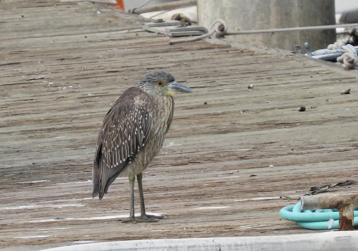 Yellow-crowned Night Heron - ML643529971